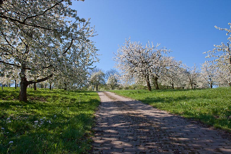 Kirschblüte Fränkische Schweiz